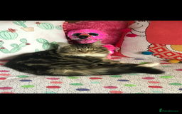 Ragdoll cats for sale: Ragdoll Cross Maine Coon Kitten  - Image 15
