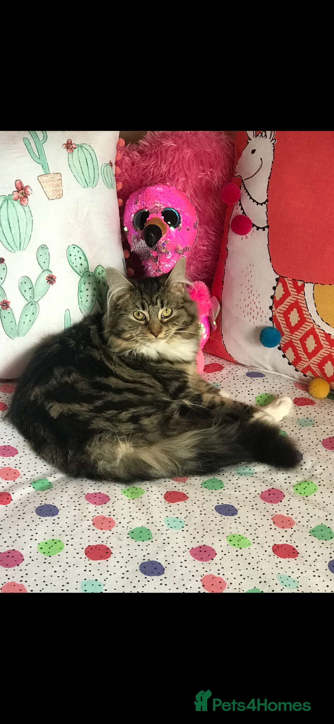 Ragdoll cats for sale: Ragdoll Cross Maine Coon Kitten  - Image 15