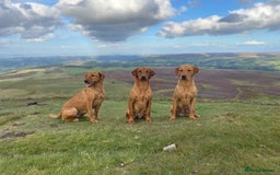 Labrador Retriever dogs for stud: Fox Red Labrador at stud KC Health tested  - Image 7