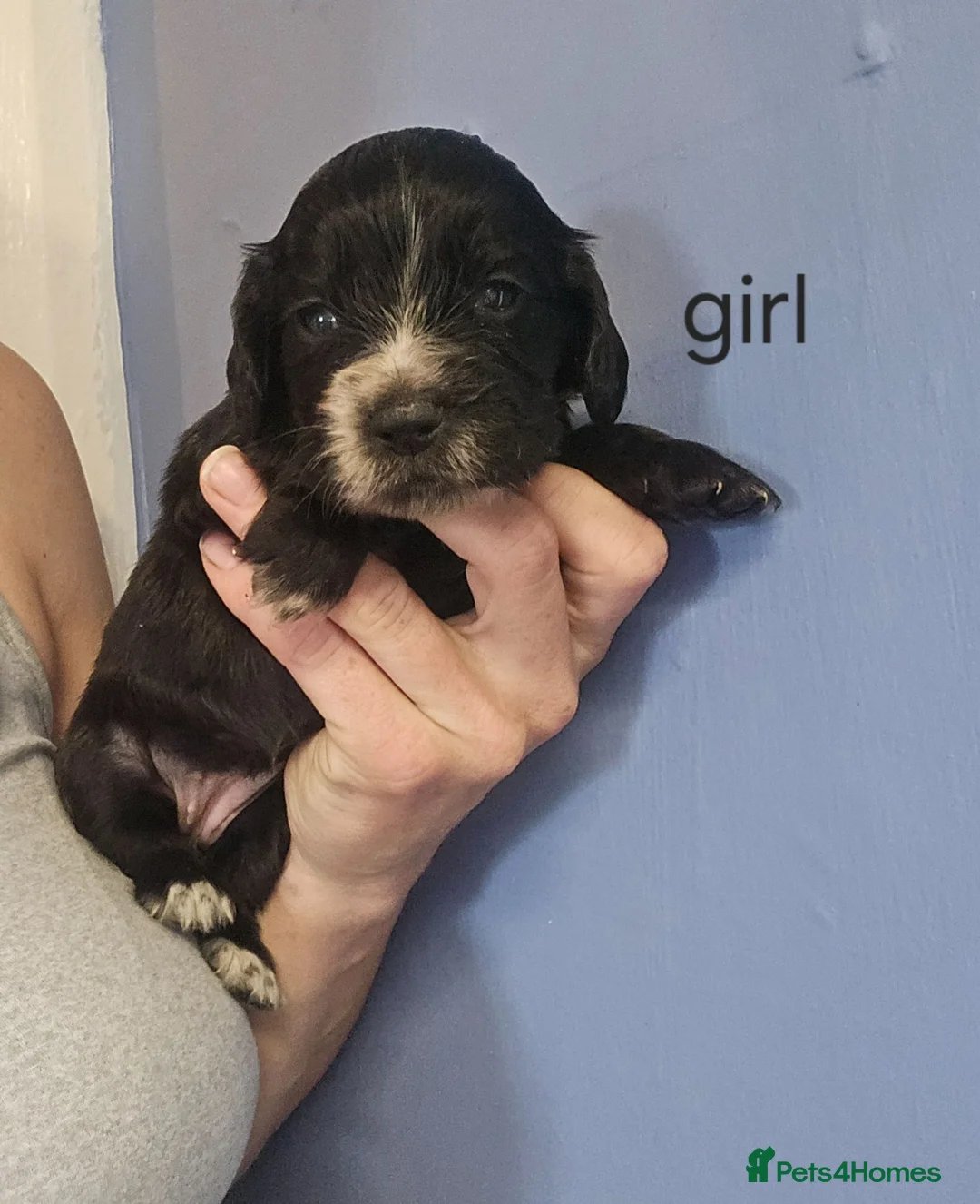 Cocker Spaniel dogs for sale: Cocker spaniel puppies 🐶  in Sheerness - Advert 2