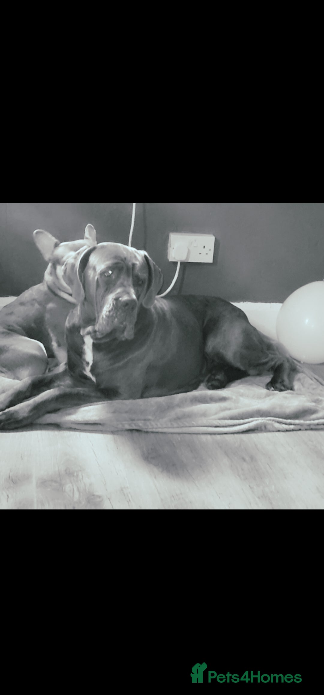 Cane Corso dogs for stud: Cane corso for stud in Birmingham - Advert 2