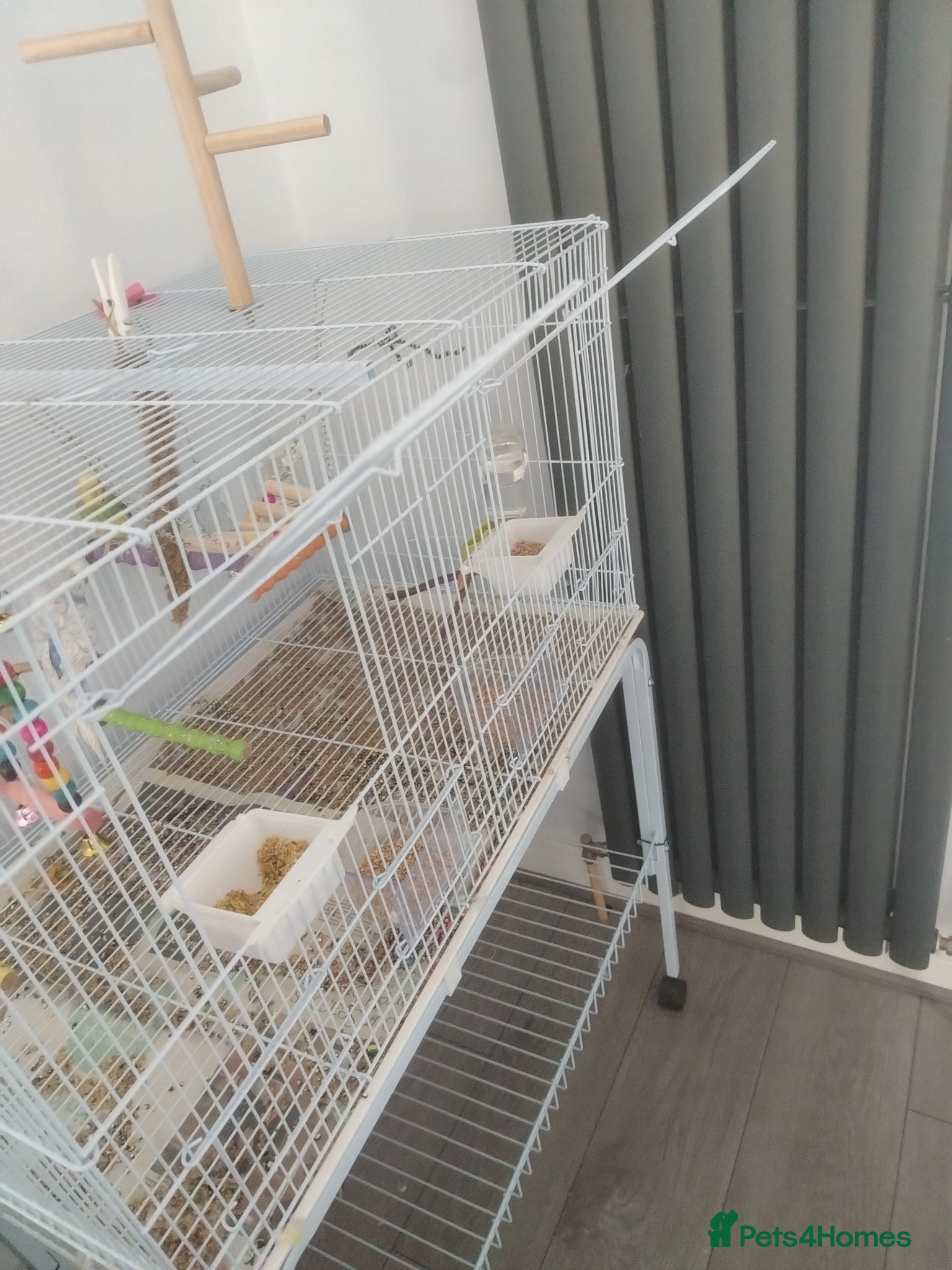 Budgerigars birds Cage, Birds, Food and Accessories - Advert 1