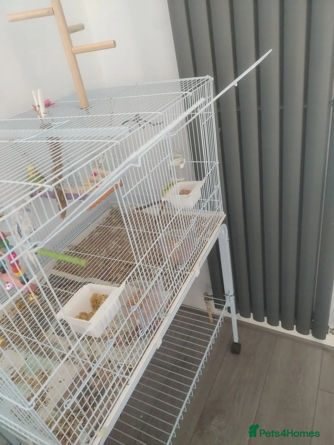 Budgerigars birds for sale: Cage, Birds, Food and Accessories in Bury - Advert 1