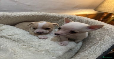 Mixed Breed dogs - Advert 3