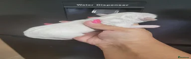 Pure White