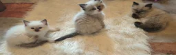 Ragdoll cats for sale: 3 beautiful fluffy ragdoll kittens - Advert 12