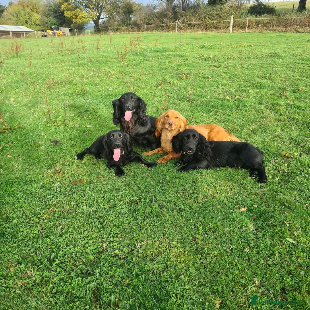Cocker Spaniel dogs for sale: 3 boys left - Outstanding working cocker spaniels - Image 29