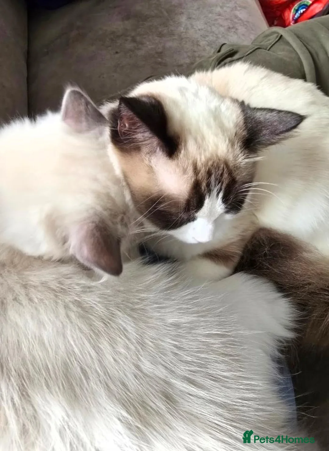 Ragdoll cats for sale: 2 ragdolls  - Advert 1