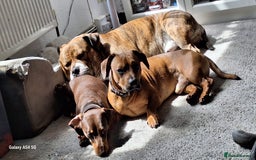 Mixed Breed dogs for sale: Buster  - Image 7