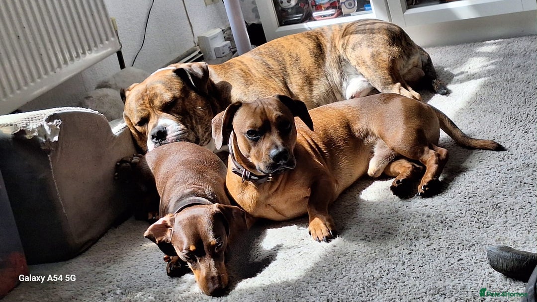 Mixed Breed dogs for sale: Buster  - Image 7