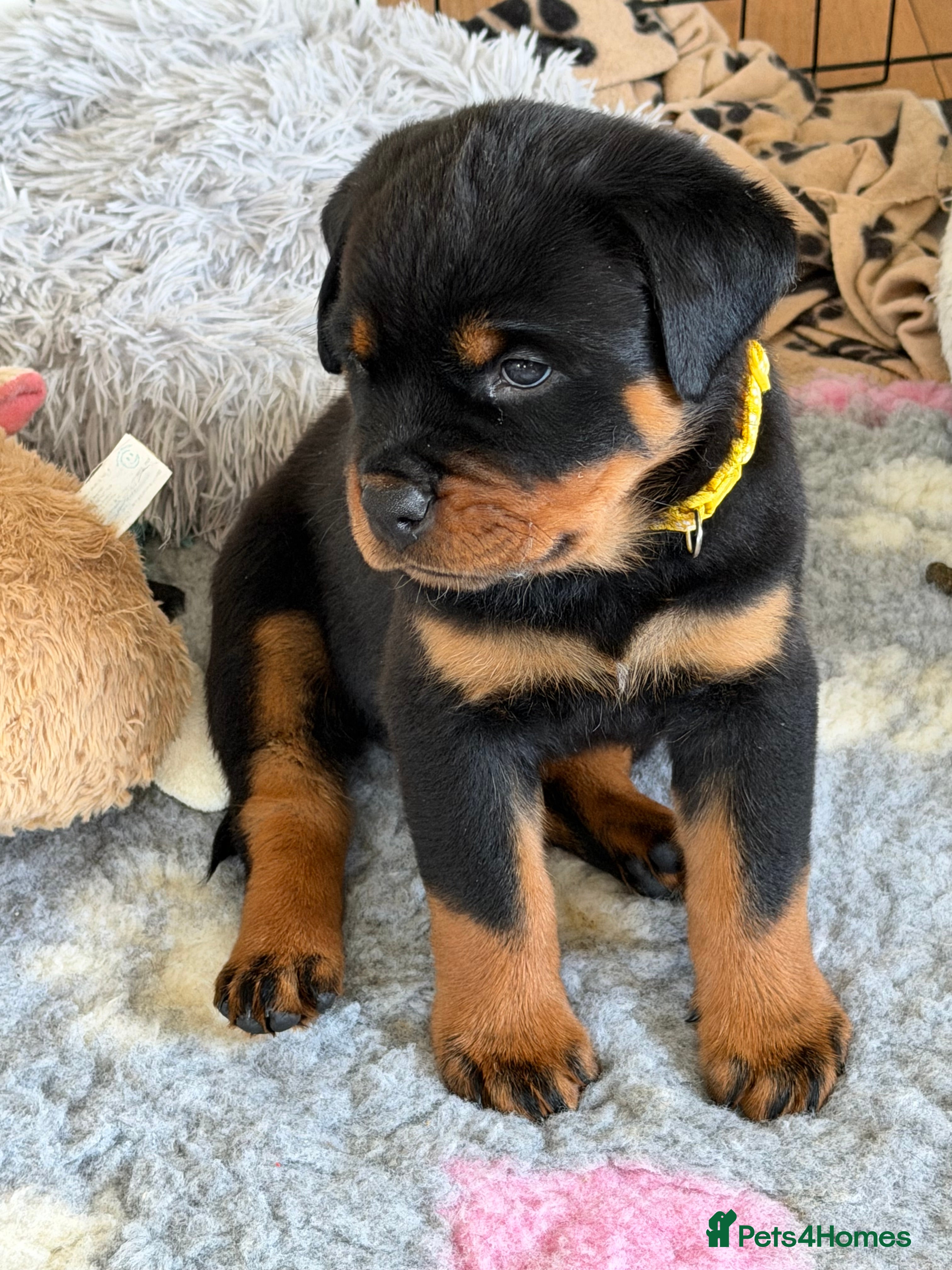 Rottweiler dogs KC Registered Rottweiler Puppies - Advert 12