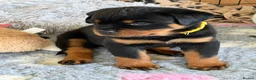 Rottweiler dogs for sale: KC Registered Rottweiler Puppies - Advert 1