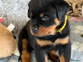 Rottweiler dogs KC Registered Rottweiler Puppies - Advert 12