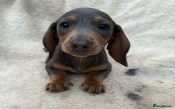 Miniature Dachshund dogs for sale: Gorgeous miniature Dachshund rainbow litter - Image 7