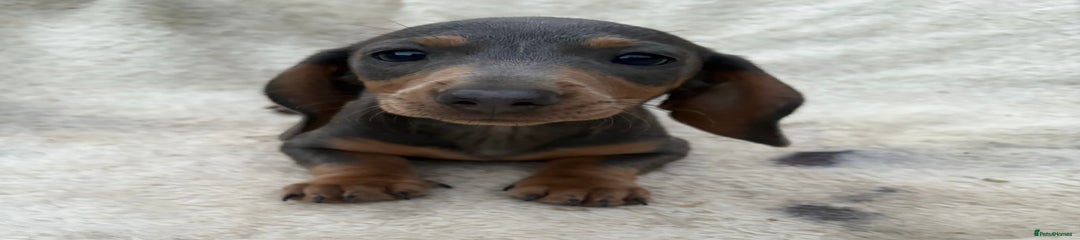 Miniature Dachshund Puppy 3