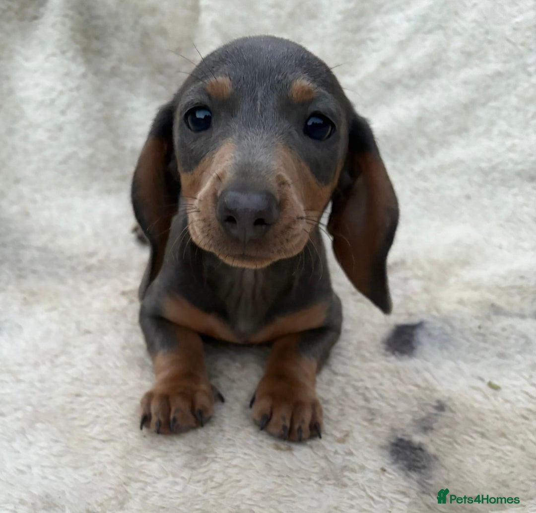 Miniature Dachshund dogs for sale: Gorgeous miniature Dachshund rainbow litter - Image 7