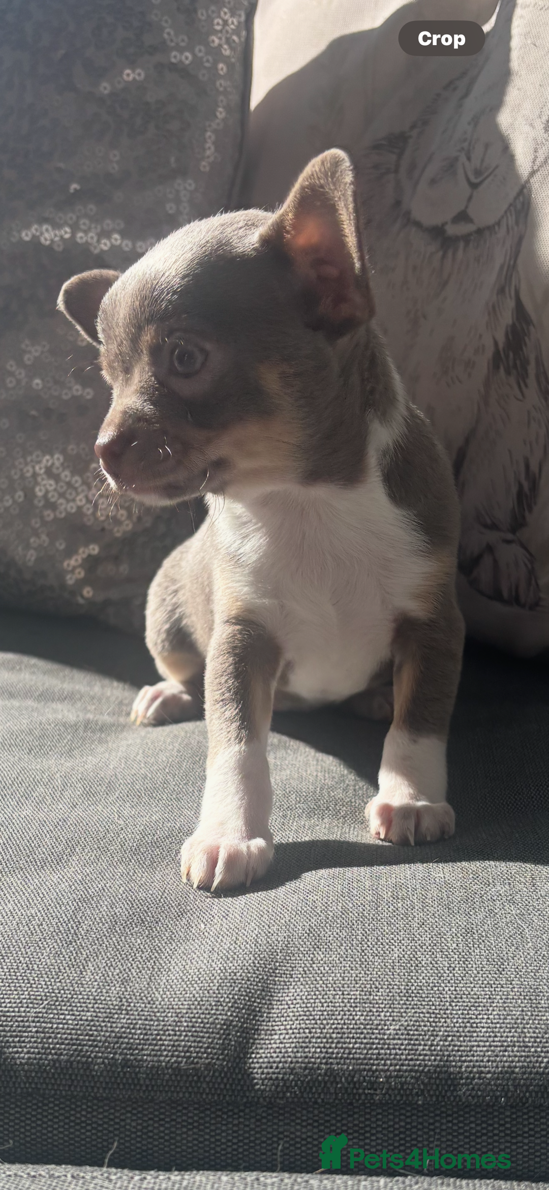 Chihuahua dogs for sale: Ready now ***Lilac girls - Image 33
