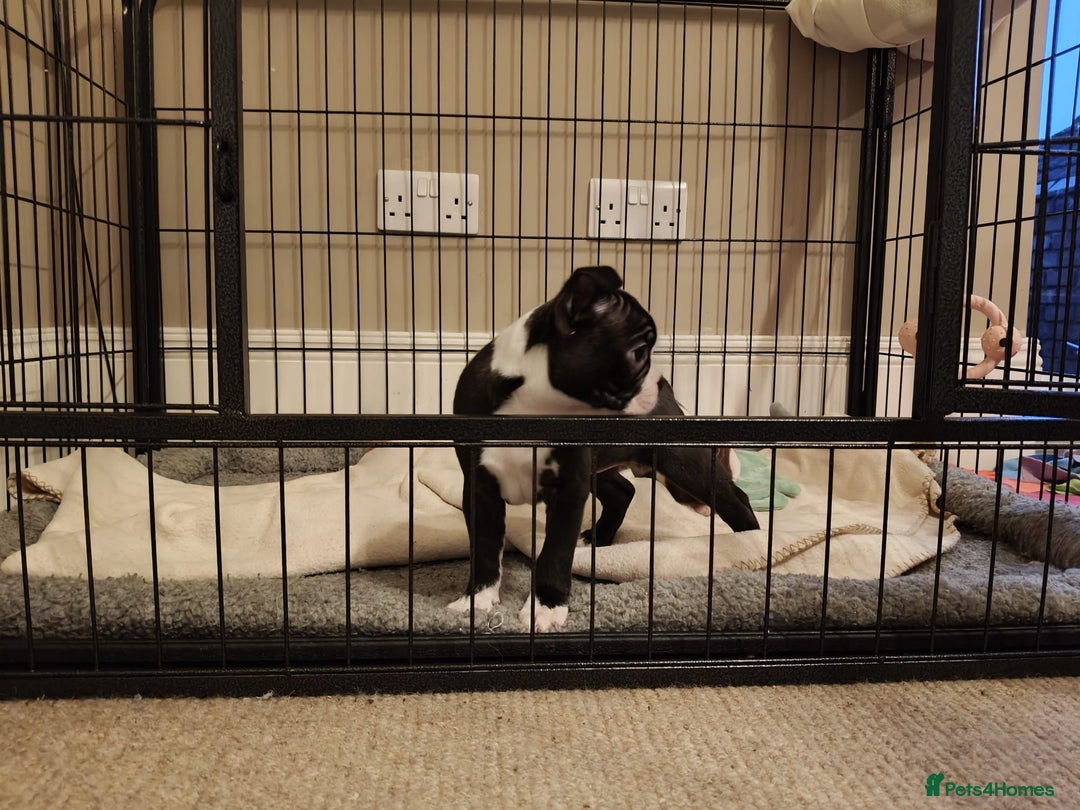 Boston Terrier dogs for sale: 🐾 Last Boston Terrier pup available 🐾 - Advert 22