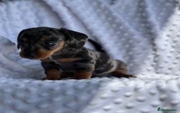 Miniature Dachshund dogs for sale: Adorable Miniature Dachshund Puppies  - Image 9