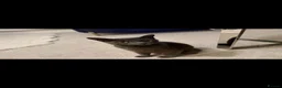 Russian Blue cats for sale: Russian Blue Kittens  in Norwich - Advert 9