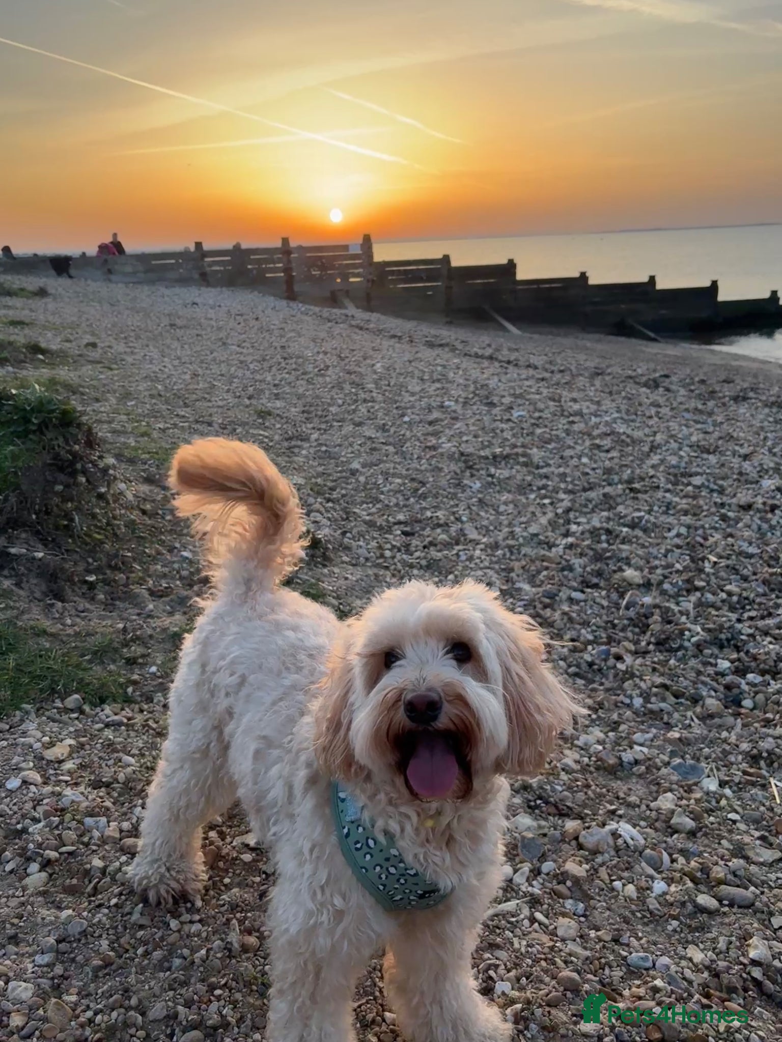 Australian Labradoodle dogs Stunning Mini Australian Labradoodles Puppies 🐾 - Advert 5