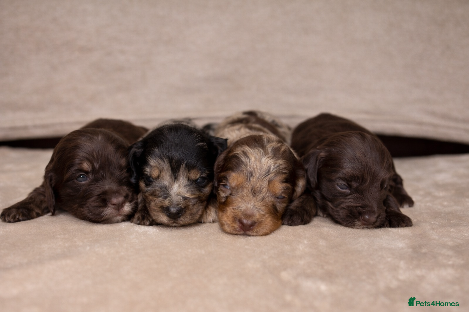Cockapoo dogs 🐾Beautiful Mixed litter of F1 cockapoo Puppys🐾 - Advert 2