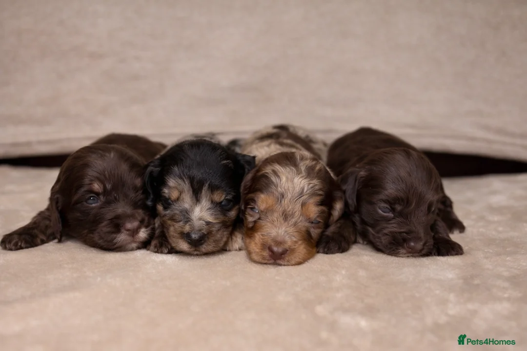 Cockapoo dogs for sale: 🐾Beautiful Mixed litter of F1 cockapoo Puppys🐾 in Thame - Advert 2