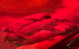 Cockapoo dogs for sale: F1B Cockapoo Puppies - Image 10