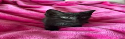 Mixed Breed cats for sale: 6 gorgeous kittens  - Advert 6