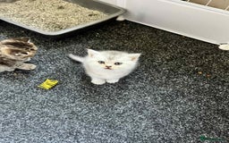 British Shorthair cats for sale: British shorthair kittens - Image 11