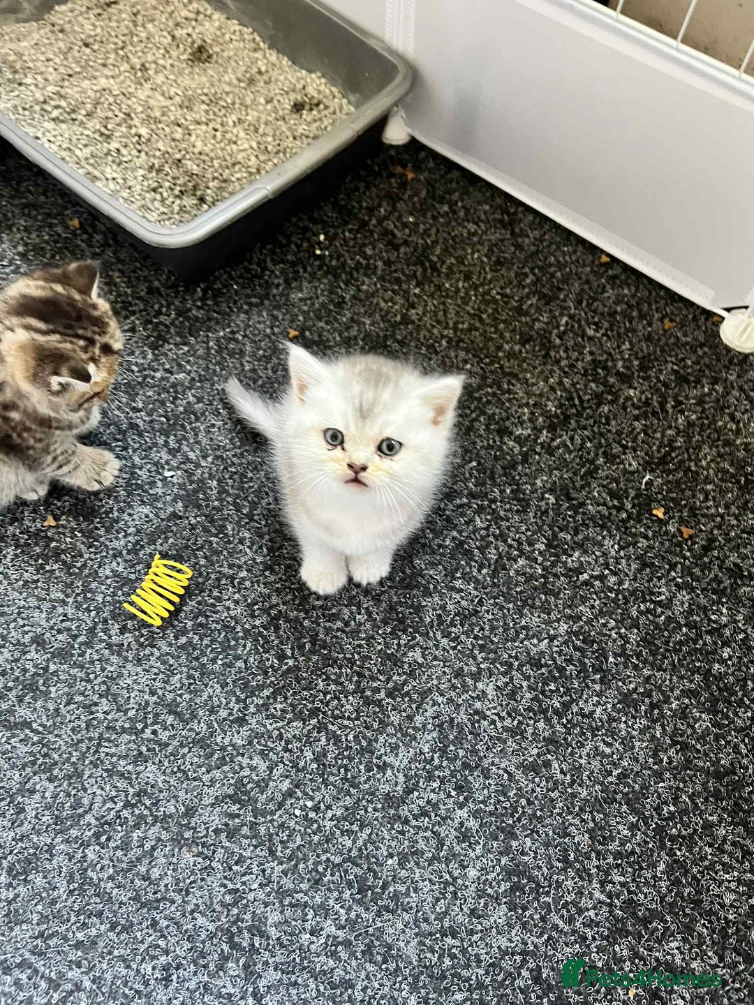 British Shorthair cats for sale: British shorthair kittens - Image 11
