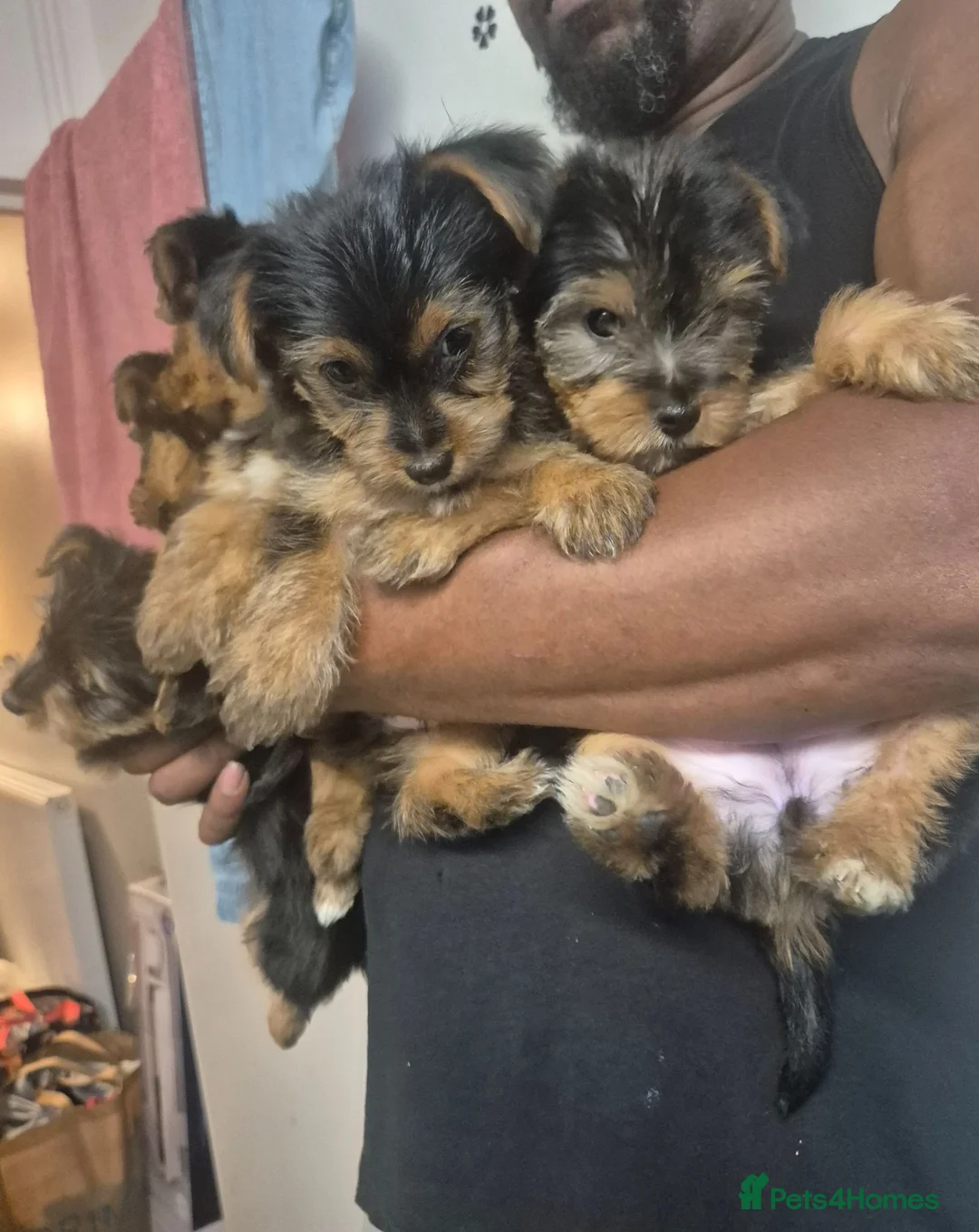 Yorkshire Terrier dogs for sale: 5 beautiful full breed yorkies for sale - Advert 2