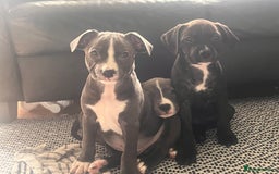 Staffordshire Bull Terrier dogs for sale: Beautiful Staffy puppies  - Image 5