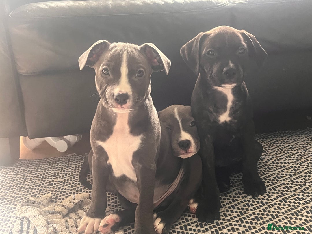 Staffordshire Bull Terrier dogs for sale: Beautiful Staffy puppies  - Image 5