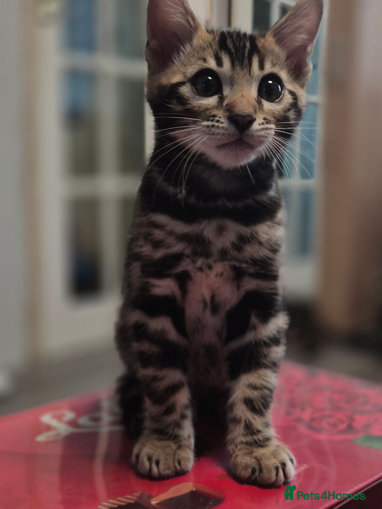 Bengal cats Champion Bloodline TICA Bengal Kittens - Advert 2