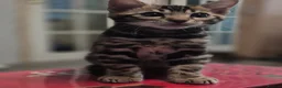 Bengal cats for sale: TICA Registered Bengal Kittens – Ready to Reserve - Advert 2