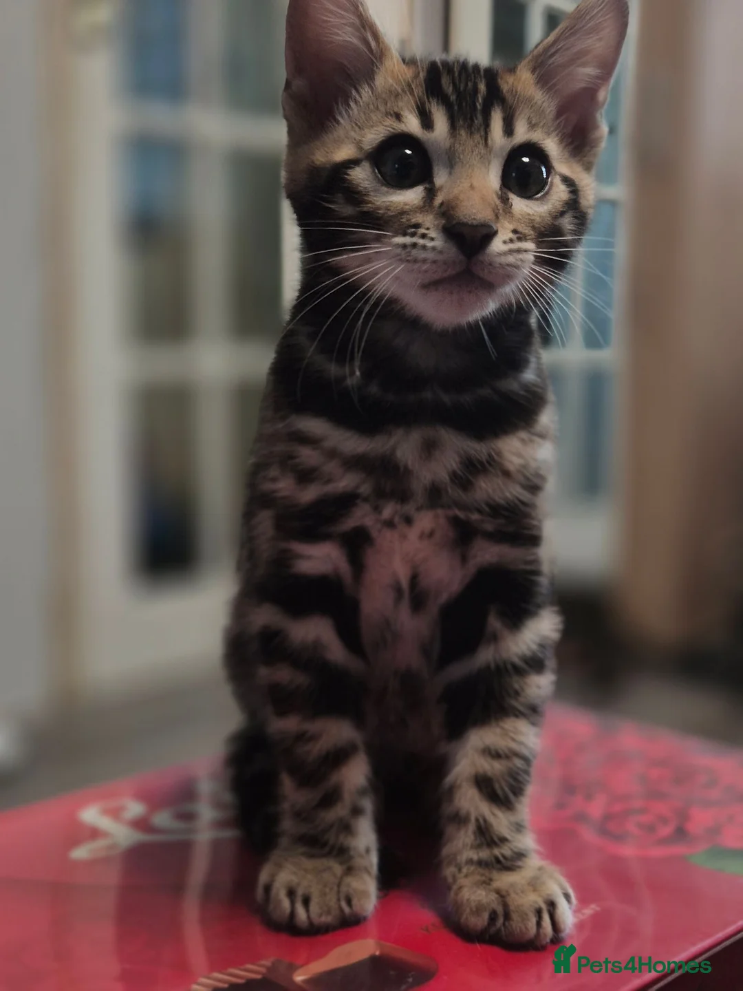Bengal cats for sale: TICA Registered Bengal Kittens – Ready to Reserve - Advert 2