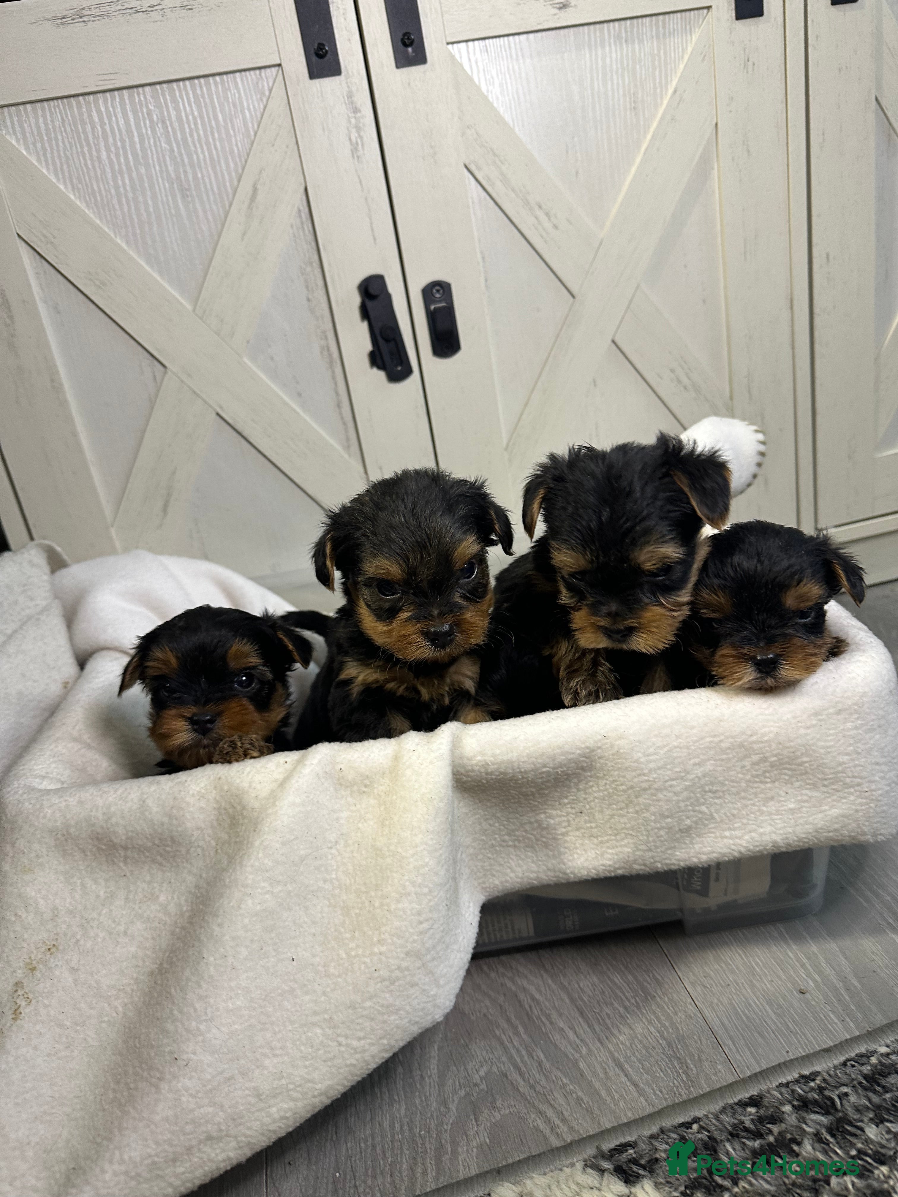 Yorkshire Terrier dogs Yorkies puppy’s  - Advert 7