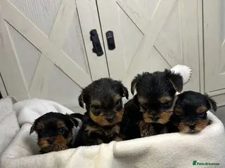 Yorkshire Terrier dogs Yorkies puppy’s - Advert 7