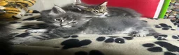 Maine Coon cats for sale: Maine coon pure American kittens - Advert 9
