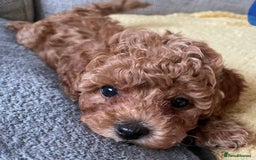Toy Poodle dogs for sale: Toy poodles arriving soon  - Image 6