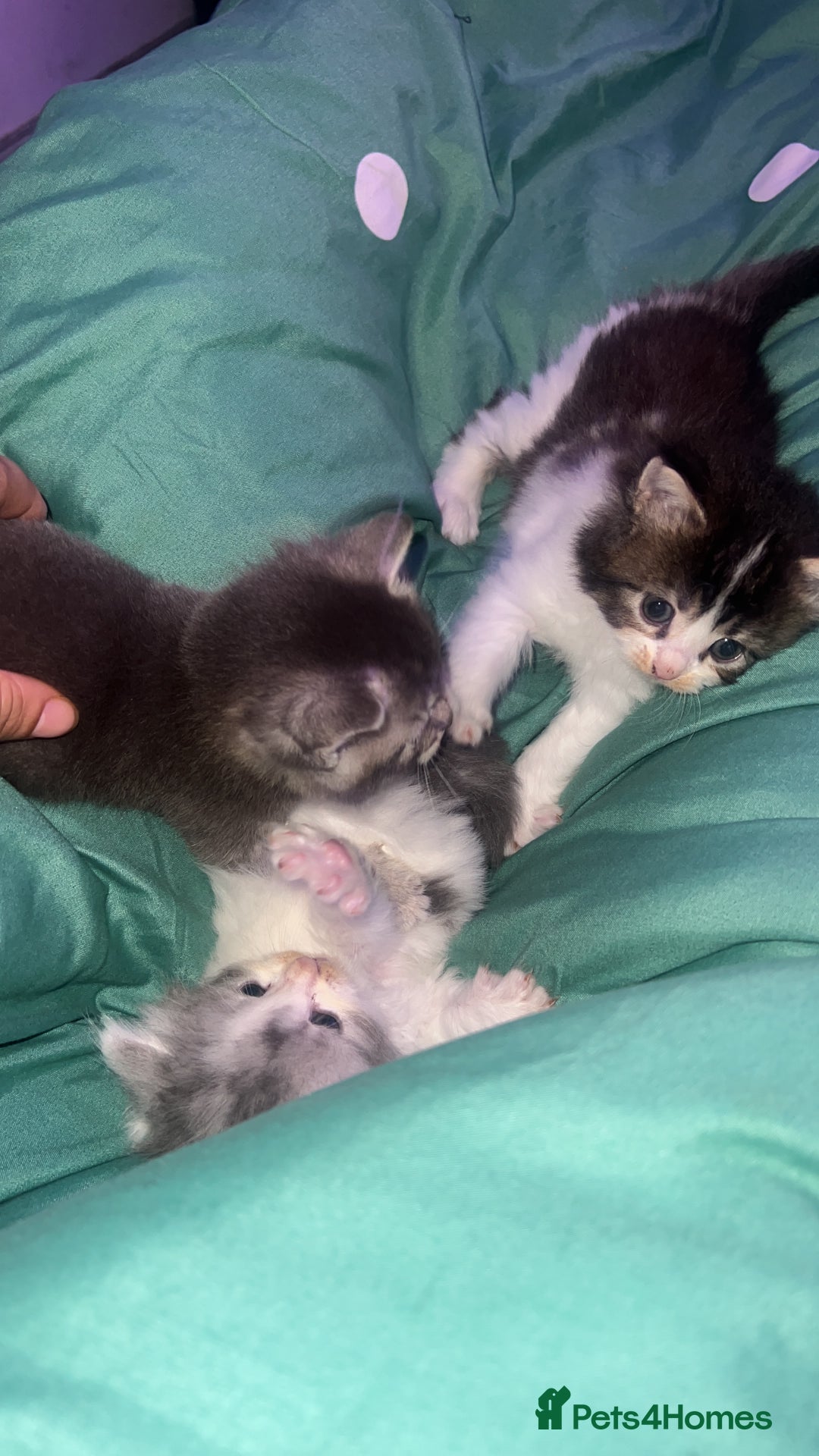 Mixed Breed cats for sale: 4 kittens 1 Mother, individual or whole family  - Advert 1