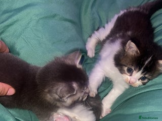 Mixed Breed cats 4 kittens 1 Mother, individual or whole family - Advert 1