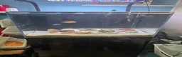 Cichlids fish for sale: 2 x fully stocked cichlids tanks for sale in Guildford - Advert 2