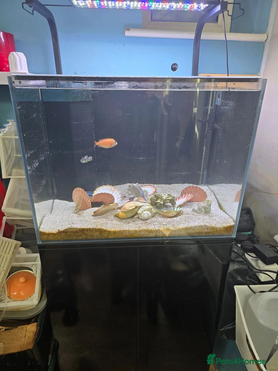 Cichlids fish for sale: 2 x fully stocked cichlids tanks for sale in Guildford - Advert 2