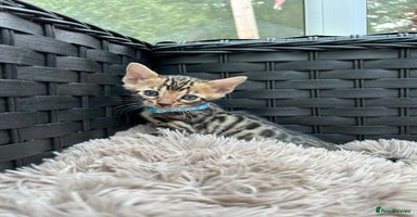 Bengal cats in Birmingham - Advert 4