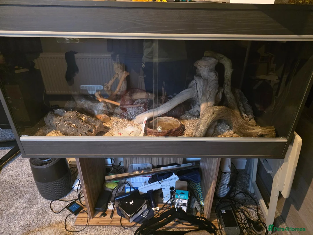 King Snake reptiles for sale: Californian King snake in Whitchurch - Advert 2