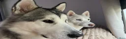 Utonagan dogs for sale: Malamute/Siberian Husky puppies in Swindon - Advert 2