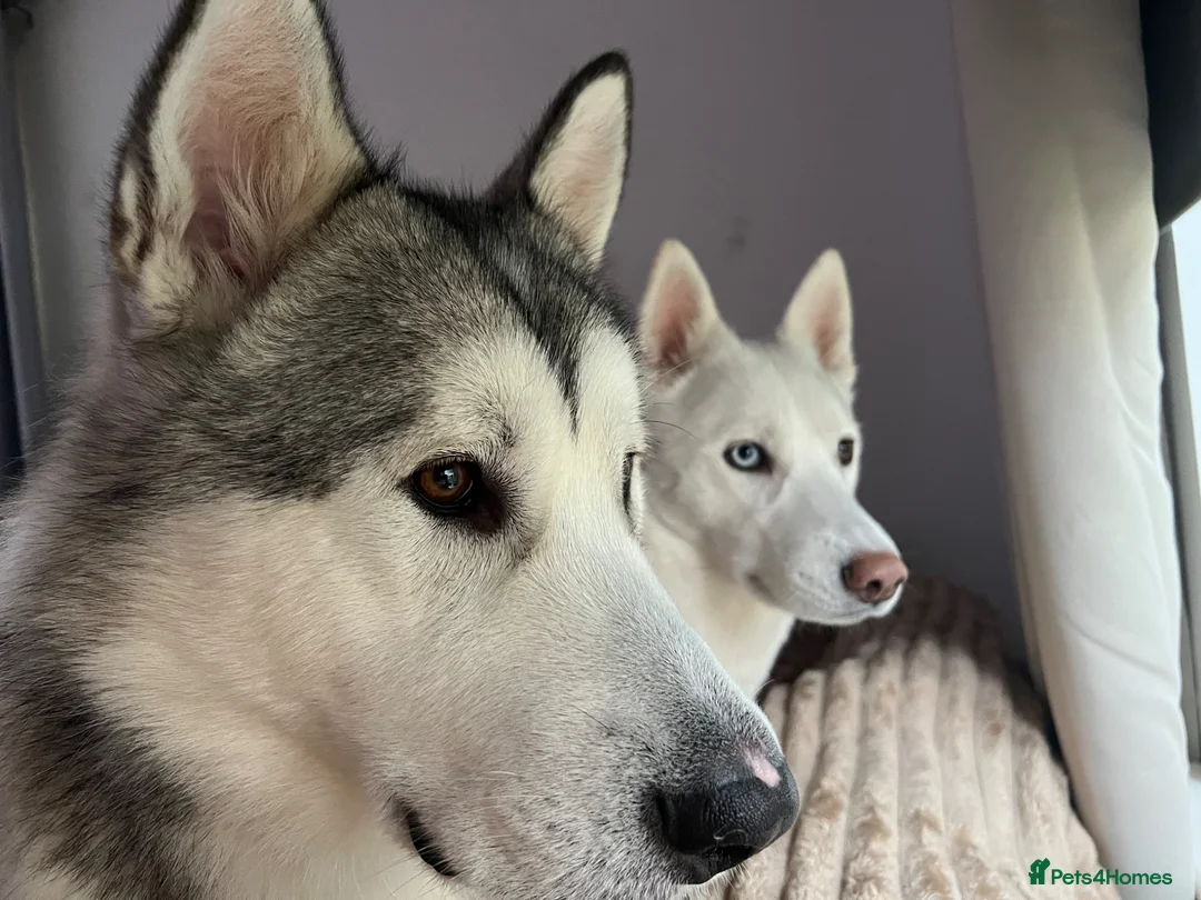 Utonagan dogs for sale: Malamute/Siberian Husky puppies in Swindon - Advert 2