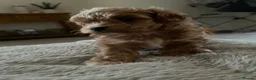 Maltipoo dogs for sale: 3 Stunning male  multipoo puppies in Chatteris - Advert 2